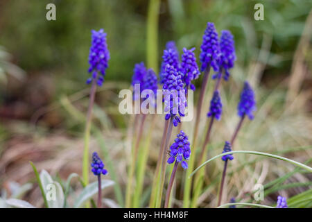 Blaue Blumen im Freien Schuss, unscharfen Hintergrund, Slowakei Stockfoto