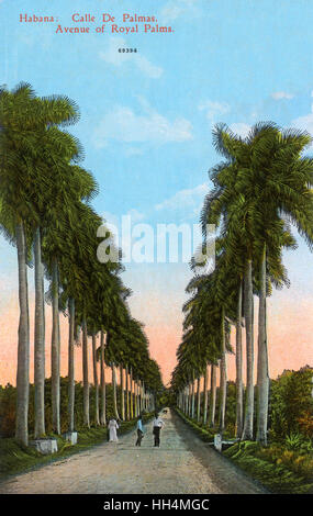 Avenue of Royal Palms, Havanna, Kuba Stockfoto