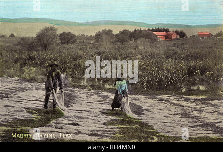 Maoris trocknender Flachs, Neuseeland Stockfoto