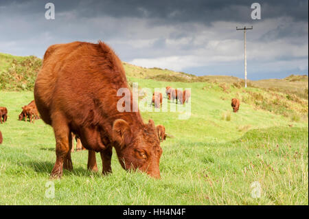 Schottische native Luing Rinder weiden auf Moorland auf der Insel Luing, abseits der Westküste von Schottland Stockfoto