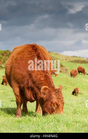 Schottische native Luing Rinder weiden auf Moorland auf der Insel Luing, abseits der Westküste von Schottland Stockfoto