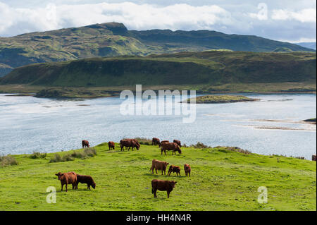 Schottische native Luing Rinder weiden auf Moorland auf der Insel Luing, abseits der Westküste von Schottland Stockfoto