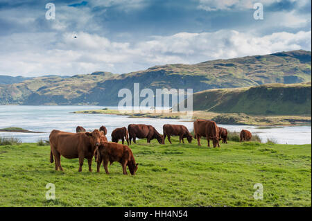 Schottische native Luing Rinder weiden auf Moorland auf der Insel Luing, abseits der Westküste von Schottland Stockfoto