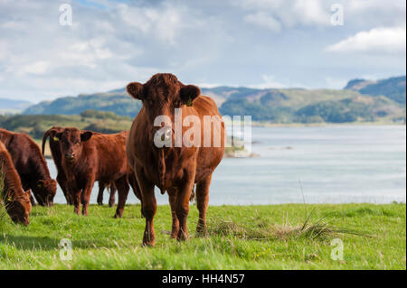 Schottische native Luing Rinder weiden auf Moorland auf der Insel Luing, abseits der Westküste von Schottland Stockfoto