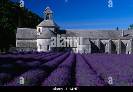 Lavendelfelder vor Abbaye Senanque, Gordes, Frankreich Stockfoto