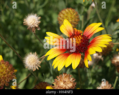 Gazanien Blume im Garten Stockfoto