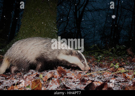 Europäischer Dachs Stockfoto