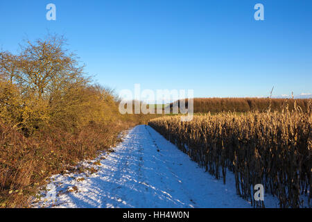 Eine schneebedeckte Strecke von trockenen Mais Pflanzen, Hecken und Lärche Wäldern in Yorkshire Wolds Landschaft im Winter. Stockfoto