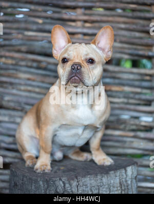 Französische Bulldogge - Canis Lupus Familiaris, 6 Monate alt, Portrait Stockfoto