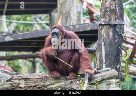 Orang-Utan sitzt auf einer Niederlassung Essen Stockfoto