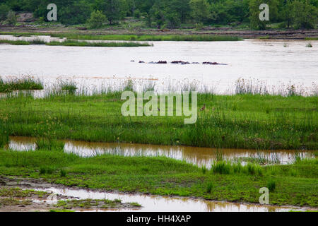 Gruppe von Nilpferd im Fluss im Selous Game Reserve in Tansania (Afrika) Stockfoto