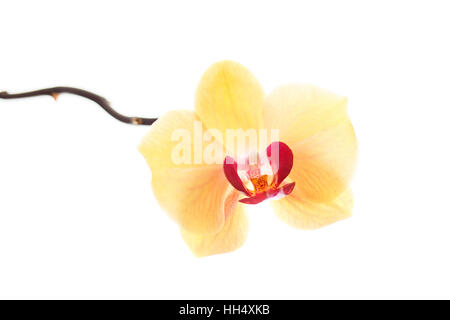 Orchidee Blume Zweig isoliert auf weißem Hintergrund Stockfoto