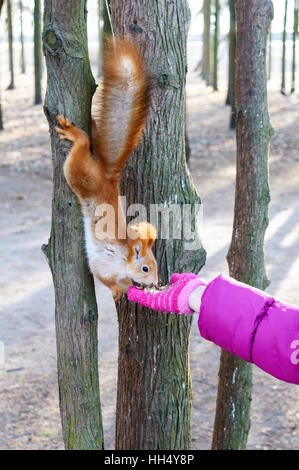 Gezähmte, gewöhnliche Eichhörnchen, Orange wolle. Tier sitzt auf einem Baumstamm und isst mit den Händen eines Kindes. Kalten Jahreszeit. Parkzone. Stockfoto