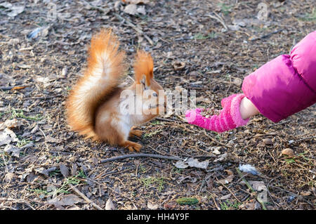 Gezähmte, gewöhnliche Eichhörnchen, Orange wolle. Tier sitzt auf trockene Blätter und Essen mit der Hand des Kindes. Kalten Jahreszeit. Parkzone. Stockfoto