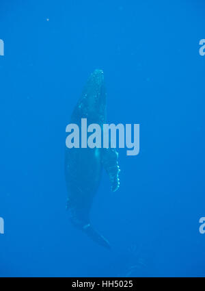 Buckelwal (Impressionen Novaeangliae). Tonga-Inseln. Polynesien Stockfoto