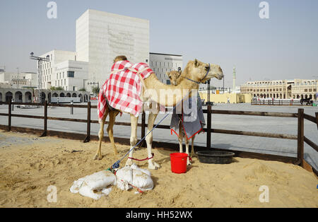 Kamele für den Verkauf auf dem Markt zu den Souq Waqif im Zentrum von Doha, der Hauptstadt von Katar Stockfoto