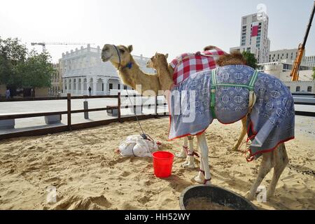 Kamele für den Verkauf auf dem Markt zu den Souq Waqif im Zentrum von Doha, der Hauptstadt von Katar Stockfoto
