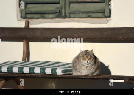 Eine Katze sitzt auf einer Bank in der Sonne Italiens. Stockfoto