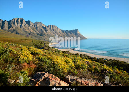 Kogelbay Biosphäre ist die Heimat einiger der am meisten gefährdeten Arten proteacea in die Welt, wie Protea orothamnus Zeyheri. Weltkulturerbe. Stockfoto