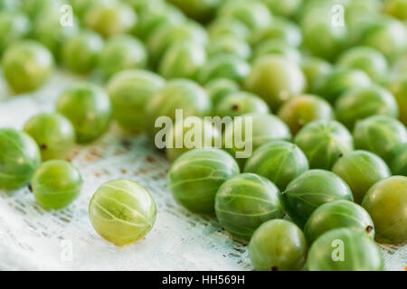 Schließen Sie die Ansicht der Reife Frische Stachelbeeren kleine Beerenfrucht, Ribes Uva-Crispa oder Ribes Grossularia auf der weißen Tischdecke. Stockfoto