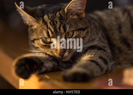 Junge Einheimische kurzen Haaren Bengal tabby Katze liegend auf einem hölzernen Schreibtisch Stockfoto