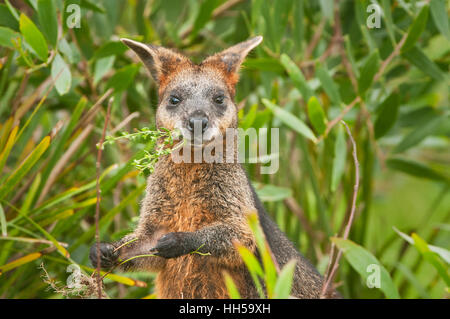 Swamp Wallaby Fütterung auf einige Eukalyptus-Blüte. Stockfoto