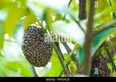 Bienenschwarm an einem Baum Stockfoto