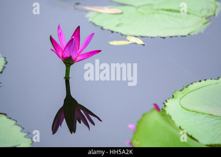 Blüten rosa Seerose im Teich Stockfoto