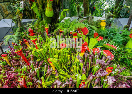 Singapur, Gärten durch die Bucht, Lego fleischfressenden Pflanzen im Cloud Forest green house Stockfoto