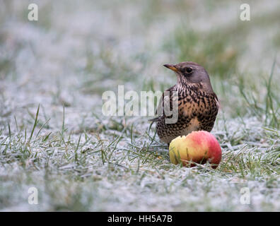 Eine Wacholderdrossel (Turdus Pilaris) ernährt sich von einem gefallenen Apfel an einem Morgen Frost, Warwickshire Stockfoto