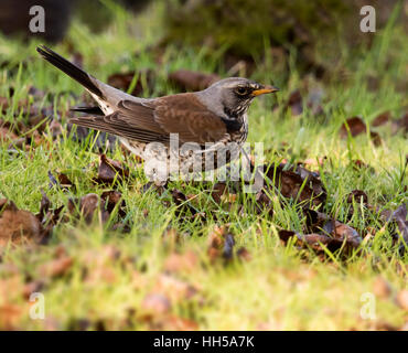 Eine Wacholderdrossel (Turdus Pilaris) Fütterung auf dem Boden, Warwickshire Stockfoto