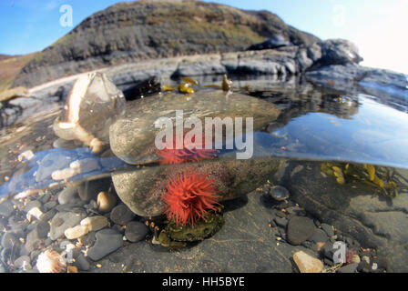 Shore Crab und Mikrokügelchen Anemone im Rockpool Kimmeridge Bay, Dorset Stockfoto