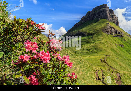 Rhododendron-Blüten und Crepa Neigra Peak im Val di Fassa, Trentino, Italien Stockfoto