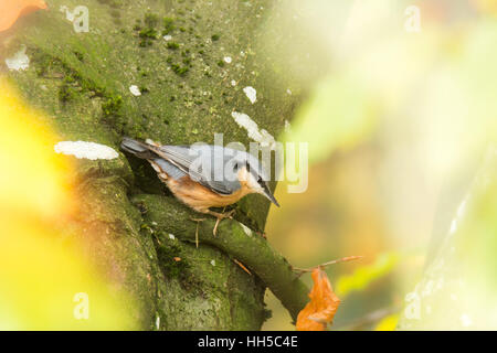 Eurasion Kleiber Vogel auf dem Ast eines Baumes sitzt Stockfoto