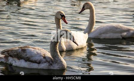 Zemun, Serbien - junge Schwäne (Cygnus Cygnus) an der Donau Stockfoto