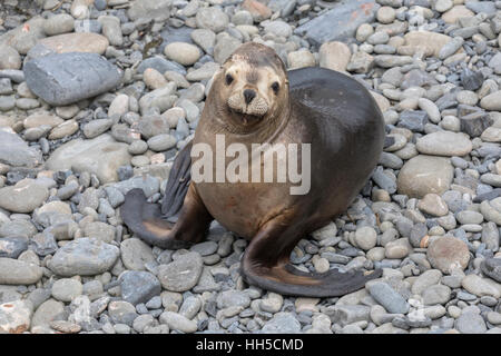 Südliche Seelöwen weiblich Stockfoto