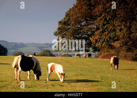 Dartmoor Ponys grasen auf Whitchurch Down mit Blick auf Tavistock, Devon.  Herbst. Stockfoto