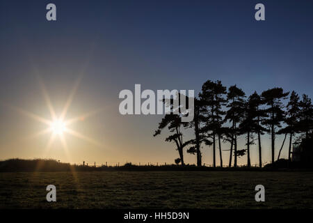 Bäume in der Abendsonne an Lepe, New Forest, Hampshire, England Stockfoto