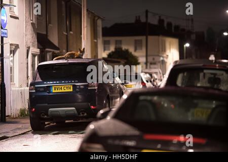 Urban Fuchs lag an der Spitze ein Auto in der Nacht Stockfoto