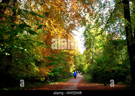 Ein Pfad mit Wanderer durch einen Wald im Herbst. Stockfoto