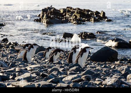 Kinnriemen Pinguine Bande eilen auf ihre Bussiness an der Küste von Half Moon Island, Antarktis Stockfoto