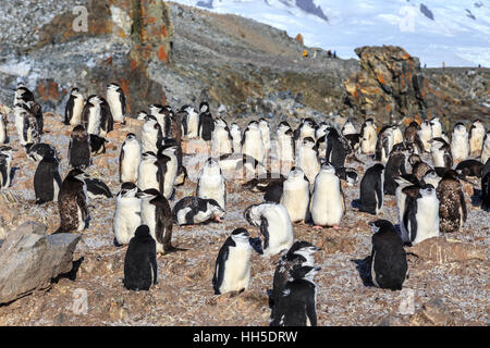 Kinnriemen Pinguine Kolonie Mitglieder versammelten sich auf den Felsen, Half Moon Island, Antarktis Stockfoto