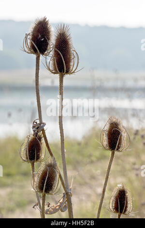 Wilde Karde getrocknet Kopf Dipsacus Fullonum Grünland Hintergrundbeleuchtung Stockfoto