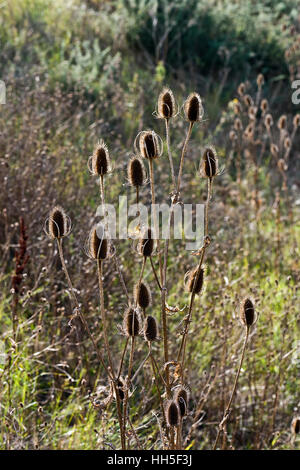 Wilde Karde getrocknet Kopf Dipsacus Fullonum Grünland Hintergrundbeleuchtung Stockfoto