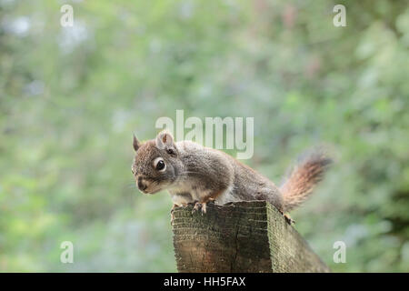 Ein Eichhörnchen starrt nach unten von seinem Ast über Oberseite von einem Holztor mit dem Wald im Hintergrund unscharf. Stockfoto