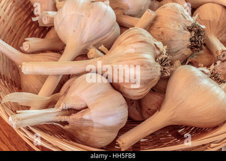 Nahaufnahme der Birnen von homegrown Hardneck Knoblauch in einem Weidenkorb. Stockfoto