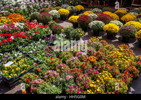 Bunte Blumen In Markt Stockfoto