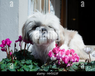 Havaneser Hund Portrait Stockfoto