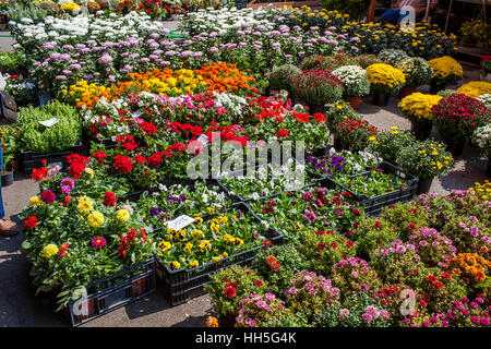 Blumen zum Verkauf Stockfoto