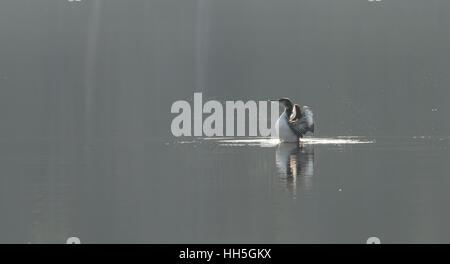 Gemeinsamen Loon, Gavia Immer aufsteht im Wasser, mit seinen Flügeln Tan Winterfarben anzeigen. Stockfoto